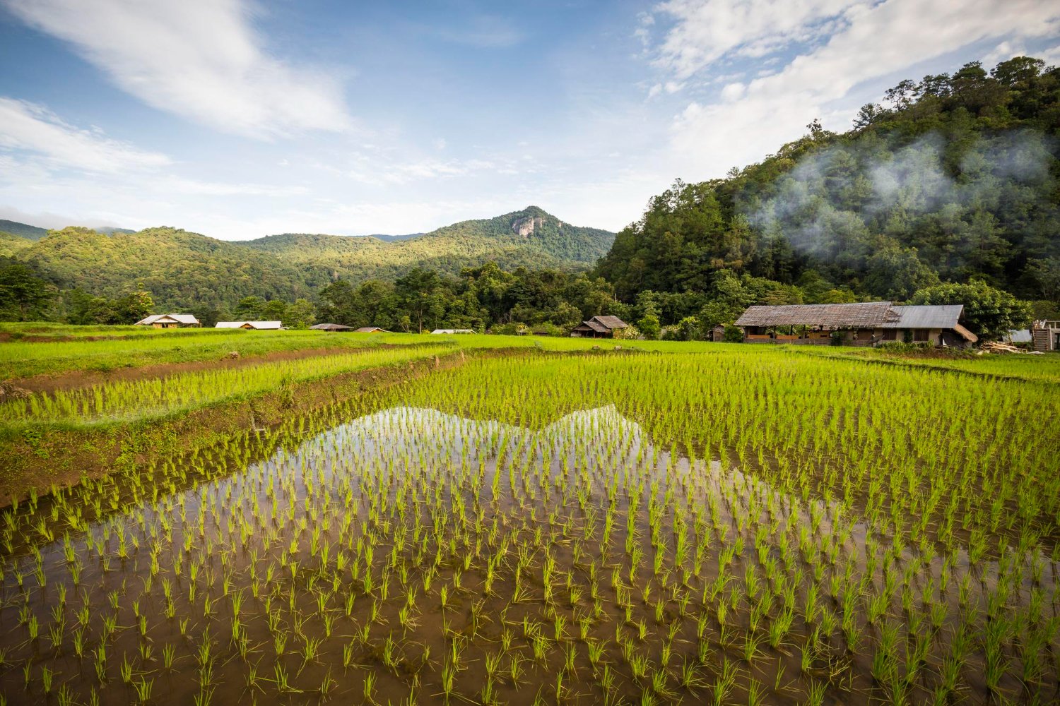 Rice fields in Laos affected by wartime bombing